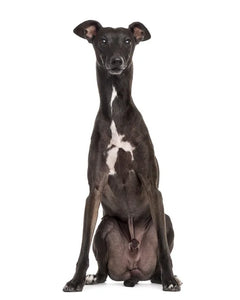 Collection image for: Italian Greyhound