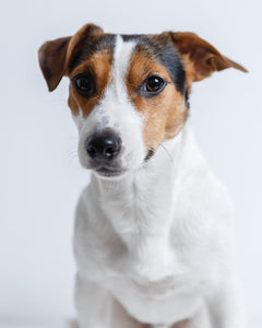 Collection image for: Jack Russell Terrier