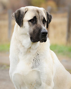 Collection image for: Kangal