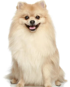 Collection image for: Keeshond