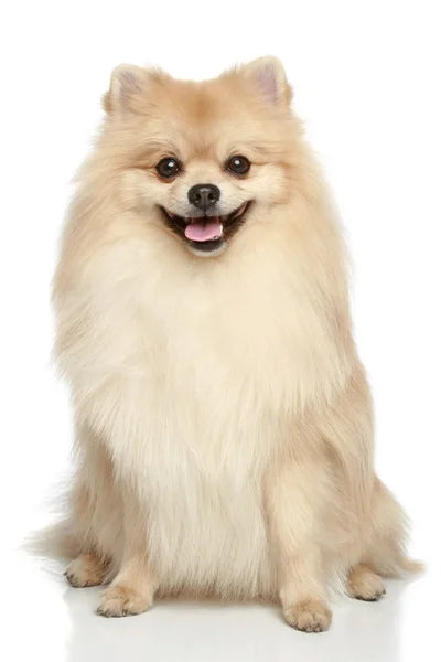 Keeshond