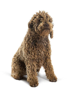 Collection image for: Lagotto Romagnolo