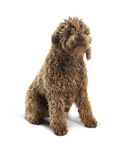 Lagotto Romagnolo