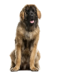 Collection image for: Leonberger