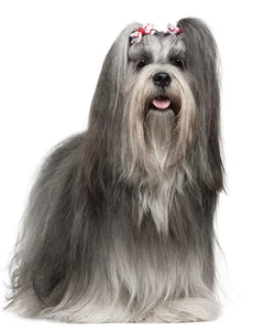 Collection image for: Lhasa Apso