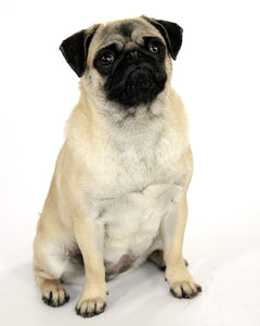 Collection image for: Mops (Pug)
