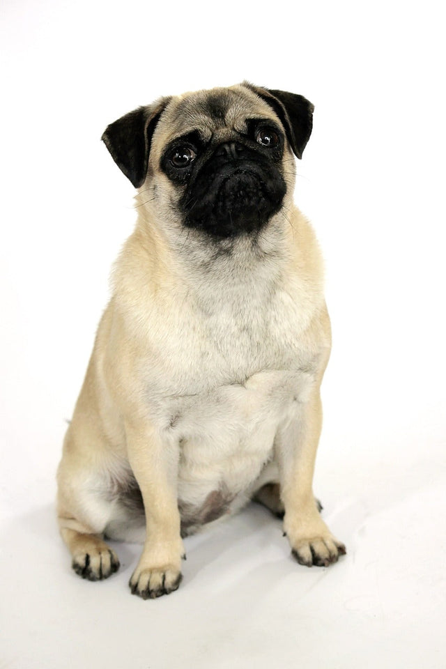 Mops (Pug)