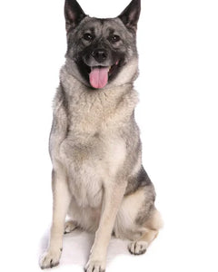 Collection image for: Norwegian Elkhound