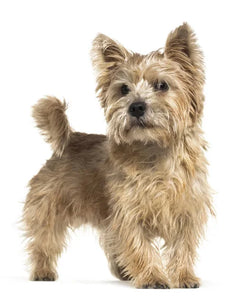 Collection image for: Norwich Terrier