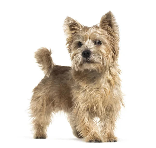 Norwich Terrier
