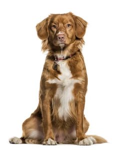 Collection image for: Nova Scotia Duck Tolling Retriever