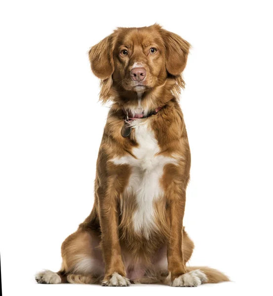 Nova Scotia Duck Tolling Retriever