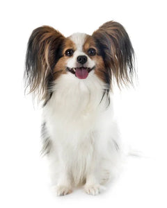 Collection image for: Papillon
