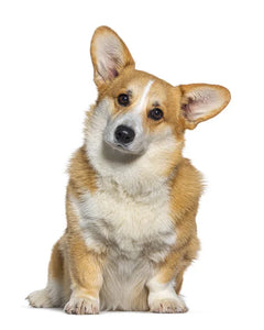 Collection image for: Pembroke Welsh Corgi
