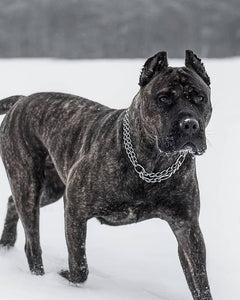 Collection image for: Perro de Presa Canario