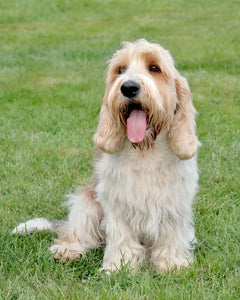 Collection image for: Petit Basset Griffon Vendéen