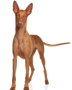 Collection image for: Pharaoh Hound
