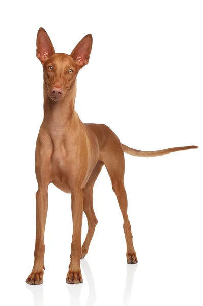 Pharaoh Hound