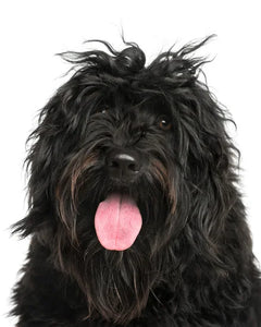 Collection image for: Portuguese Water Dog