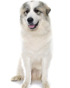 Collection image for: Pyrenean Mountain Dog