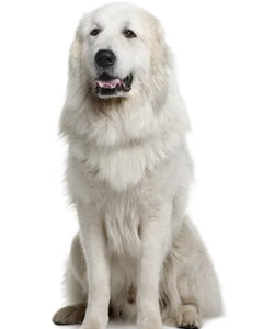 Collection image for: Pyrenéerhund