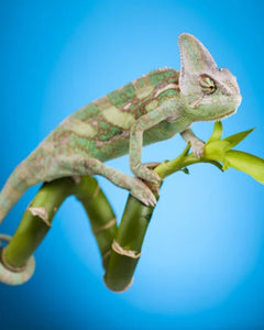 Collection image for: Reptilprodukter