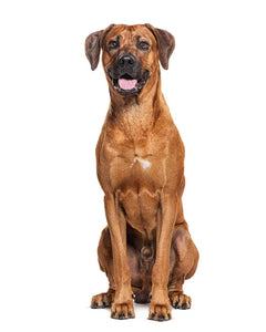 Collection image for: Rhodesian Ridgeback