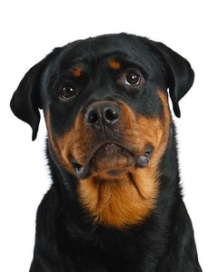 Collection image for: Rottweiler