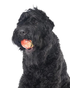 Collection image for: Russian Black Terrier
