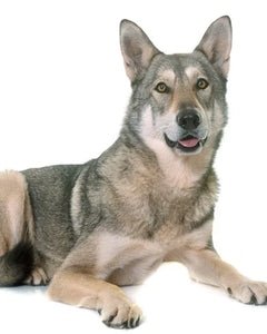 Collection image for: Saarloos Wolfdog