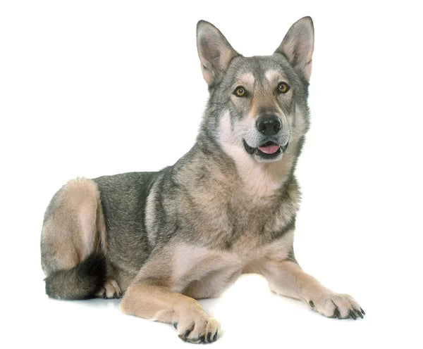 Saarloos Wolfdog