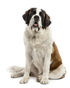 Collection image for: Saint Bernard