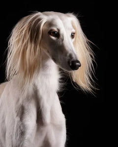 Collection image for: Saluki
