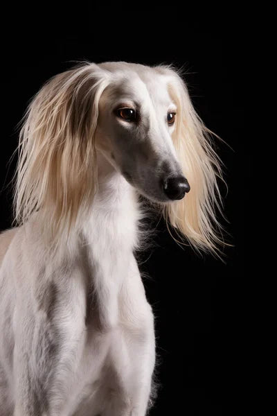 Saluki