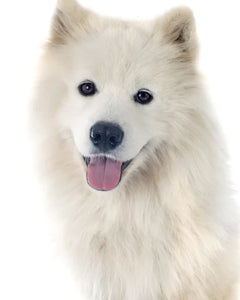 Collection image for: Samojed