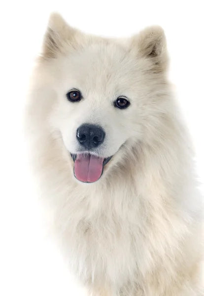 Samojed