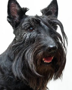 Collection image for: Scottish Terrier