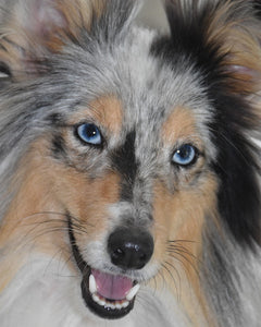 Collection image for: Shetland Sheepdog