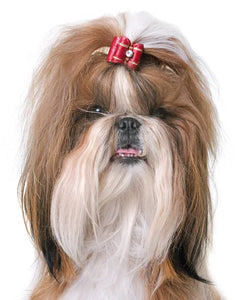 Collection image for: Shih Tzu