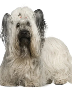 Collection image for: Skye Terrier