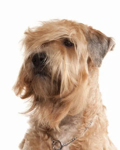 Collection image for: Soft Coated Wheaten Terrier