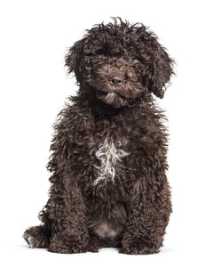 Collection image for: Spanish Water Dog