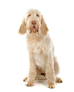 Collection image for: Spinone Italiano