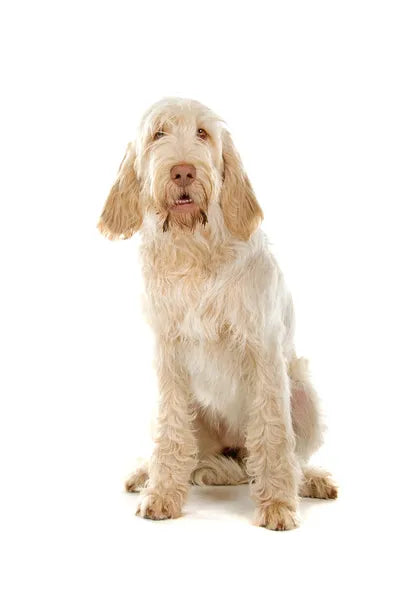 Spinone Italiano