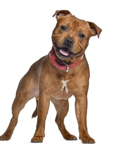 Collection image for: Staffordshire Bullterrier
