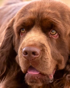 Collection image for: Sussex Spaniel