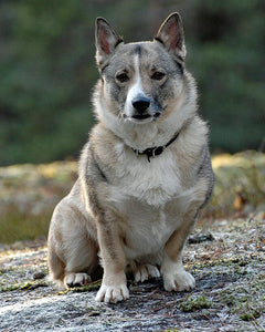 Collection image for: Swedish Vallhund