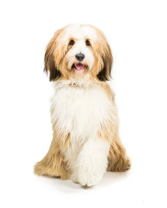 Collection image for: Tibetan Terrier