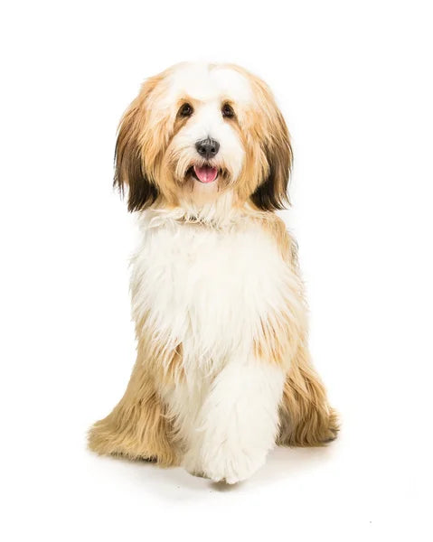 Tibetan Terrier