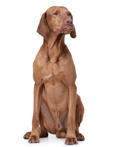 Collection image for: Vizsla